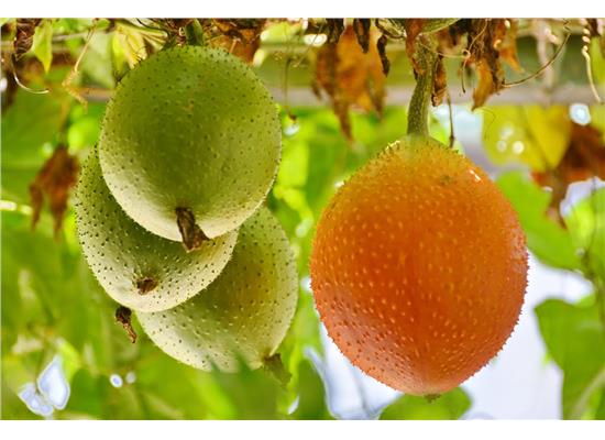 Công dụng và bài thuốc chữa bệnh từ trái Gấc