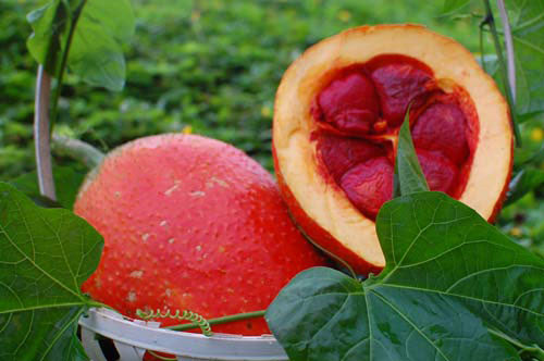 Giá trị dinh dưỡng của trái Gấc